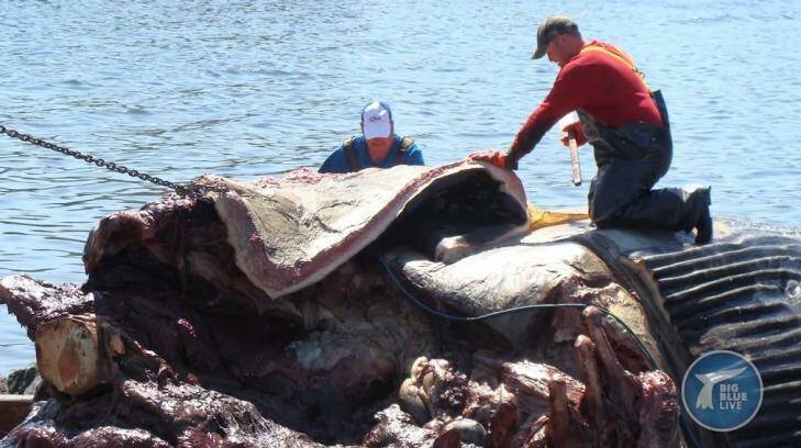 A blue whale heart has been examined by scientists in a new documentary series. Photo: Big Blue Live, BBC/PBS