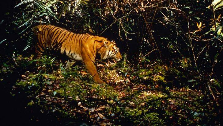 A Sumatran tiger in Gunung Leuser National Park. Photo: WWF-Canon Photo Database