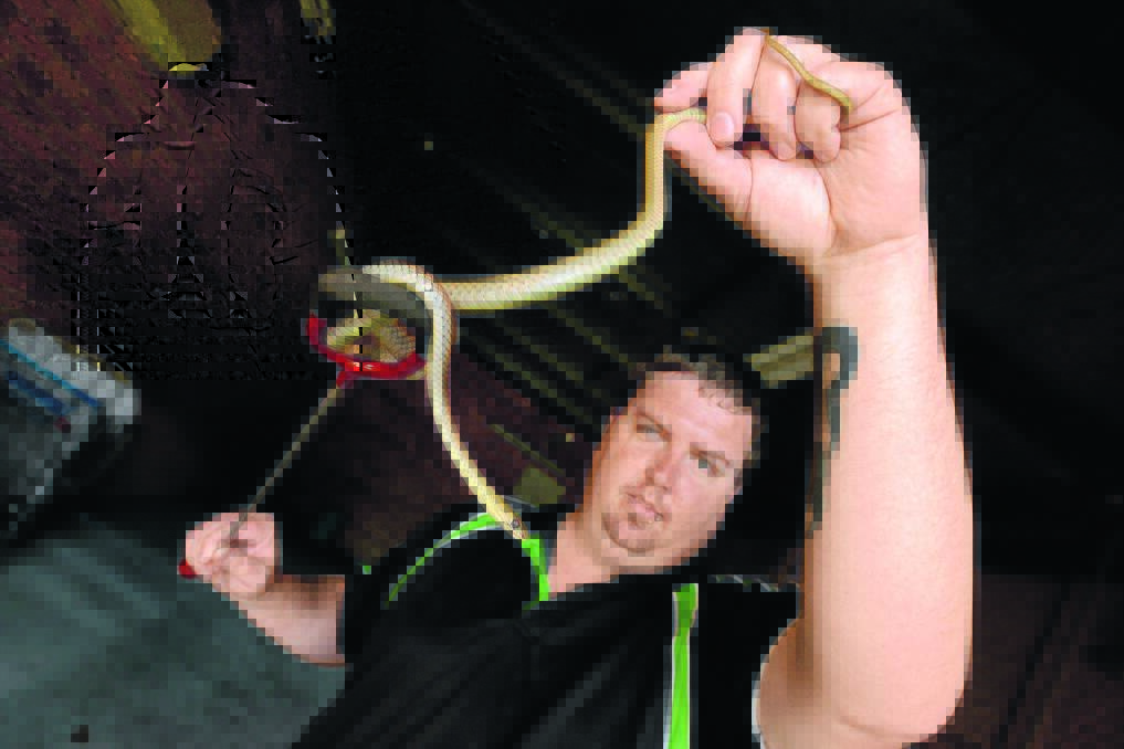 Taree snake catcher Brenton Asquith with the yellow-faced whip snake at the Manning River Times office.