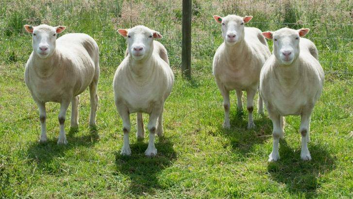Debbie, Denise, Dianna and Daisy. Sheep cloned from the same mammary gland cell line as the world's first cloned animal, Dolly the sheep. Photo: University of Nottingham