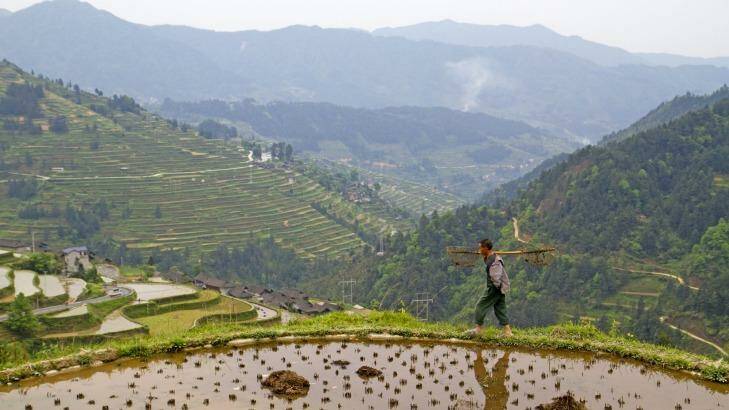Rice worker in fields above the town of Yongle Rice fields, Yongle
 Photo: Andrew Bain