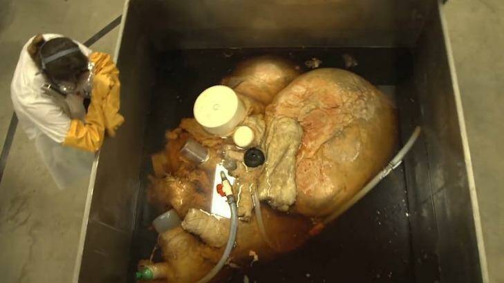 A blue whale's heart has been examined by scientists in a new documentary series. Photo: Big Blue Live, BBC/PBS
