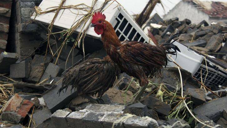 Chickens amid the debris of houses destroyed by the tornado. Photo: Color China Photo via AP