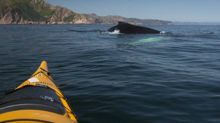 Kayaking with humpback, Francois, Newfoundland, One Ocean Expeditions.  Photo: Jocelyn Pride
