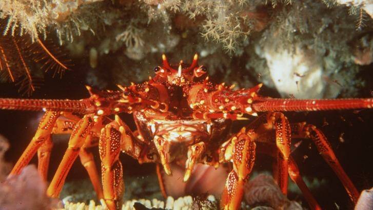 A southern rock lobster, found in the south-east Commonwealth Marine Reserves Network.