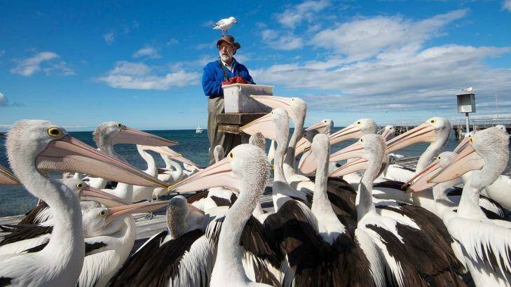 Only an idiot would miss pelican feeding on Kangaroo Island. Photo: Julie Fletcher
