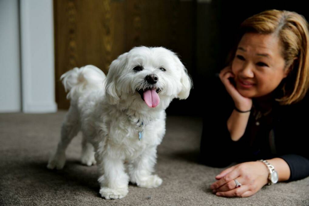 Happy chappy: Marco the Maltese terrier, pictured with owner Sandy Junior, has undergone treatment for his mental health problems.  Photo: Edwina Pickles