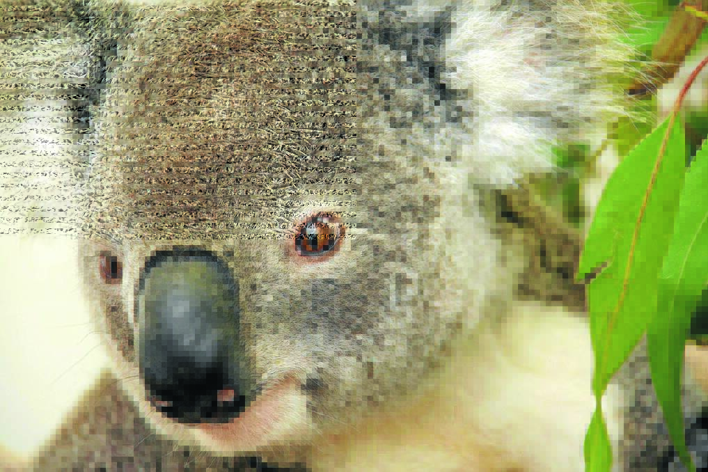 Koala care funding crisis