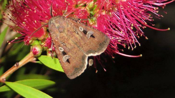 A bogong moth feasting on a blossom in a Canberra backyard in 2013.  Photo: Alison Jones