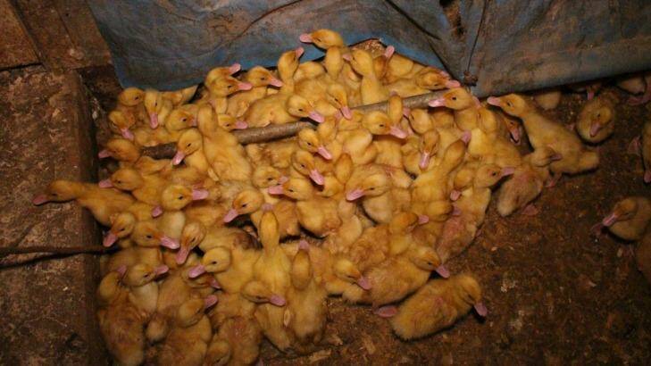 A photo of ducklings inside a Tinder Creek shed taken in late 2015. Photo: Animal Liberation