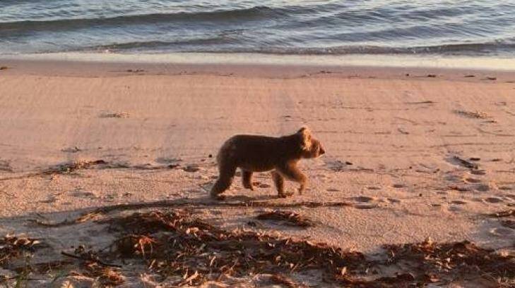 A Port Stephens resident snapped this photo of a female koala at a Salamander Bay beach. Photo: Guy Innes