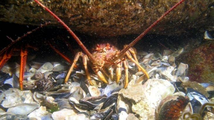 A Southern rock lobster. Sustained commercial fishing can destroy rock lobster populations in marine protected areas, the judge said. Photo: TRLFA