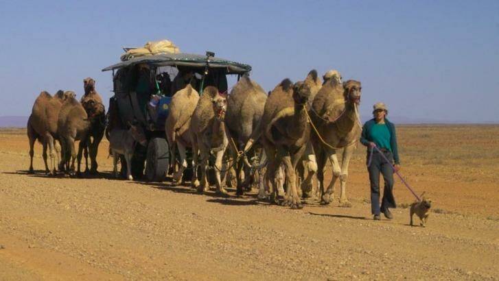 Kye Schaaf  leading camels across the Strezlecki track,just outside Lyndhurst SA  in winter 2005. Photo: Kye Schaaf 