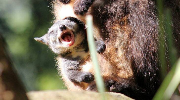 A 6-month-old wallaby appears to smile as it peeks out of mother Mica's pouch. Photo: Paul Fahy