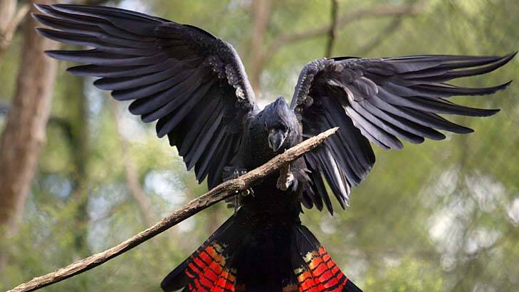 Under threat: The red-tailed black cockatoo. Photo: Shannon Morris