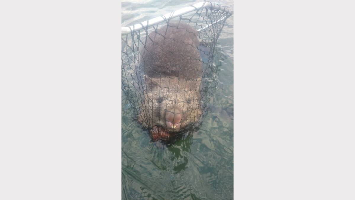 The wombat rescued from Woods Lake on Friday.