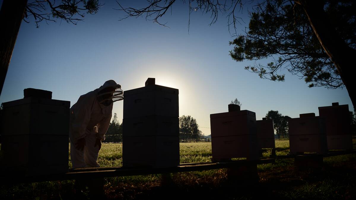 Daybreak on the Manning - Amateur apiarist