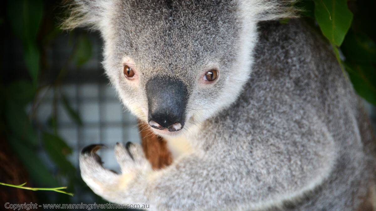 "Sometimes a job comes along which is too cute to resist. Today we were greeted with several cute and cuddly Koalas at Koalas in Care Inc. Christeen McLeod and her team took time out from their busy morning to have a chat and take some pictures of the Koalas currently in care." - Photographer, Carl Muxlow. 