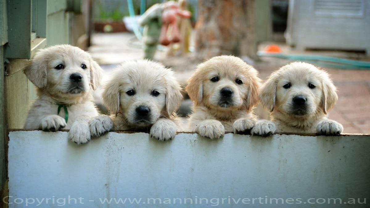 Daybreak on The Manning - Golden Retriever pups