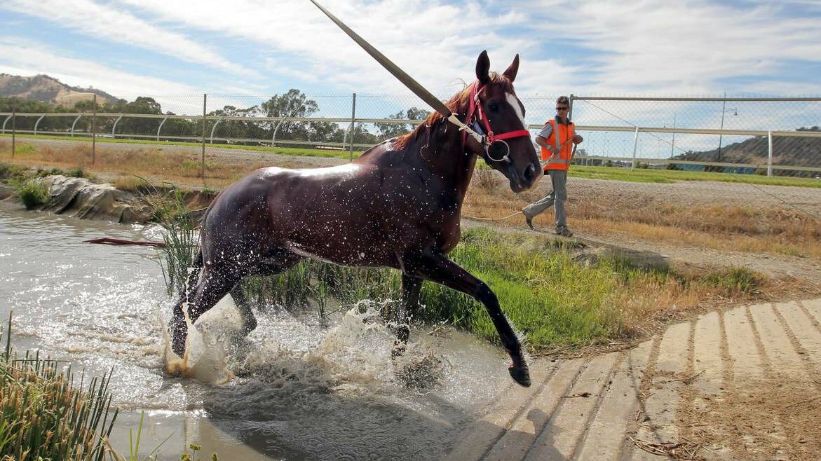 Patrick Frazier guides Chinzia from a pool. The Brian Cox mare will run in the Wodonga Cup tomorrow. Picture DAVID THORPE