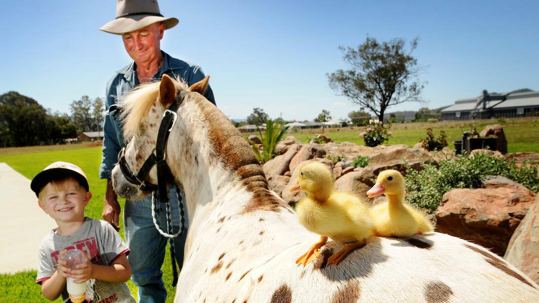 Cooper Taylor and Rod Northey with a pony, a lamb and ducklings for the petting zoo. Photo Gareth Gardner, The Northern Daily Leader.