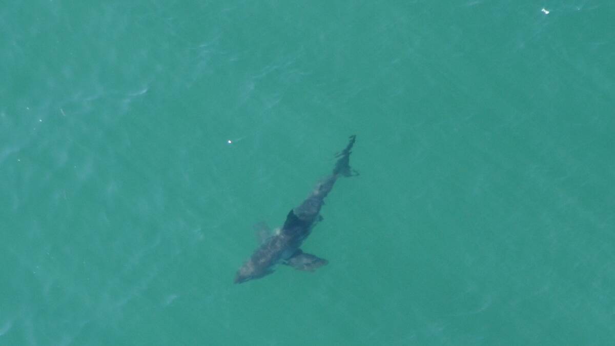 The shark photographed by ultralight pilot Trevor Kee less than 30 metres off the shore at Old Bar on Monday.