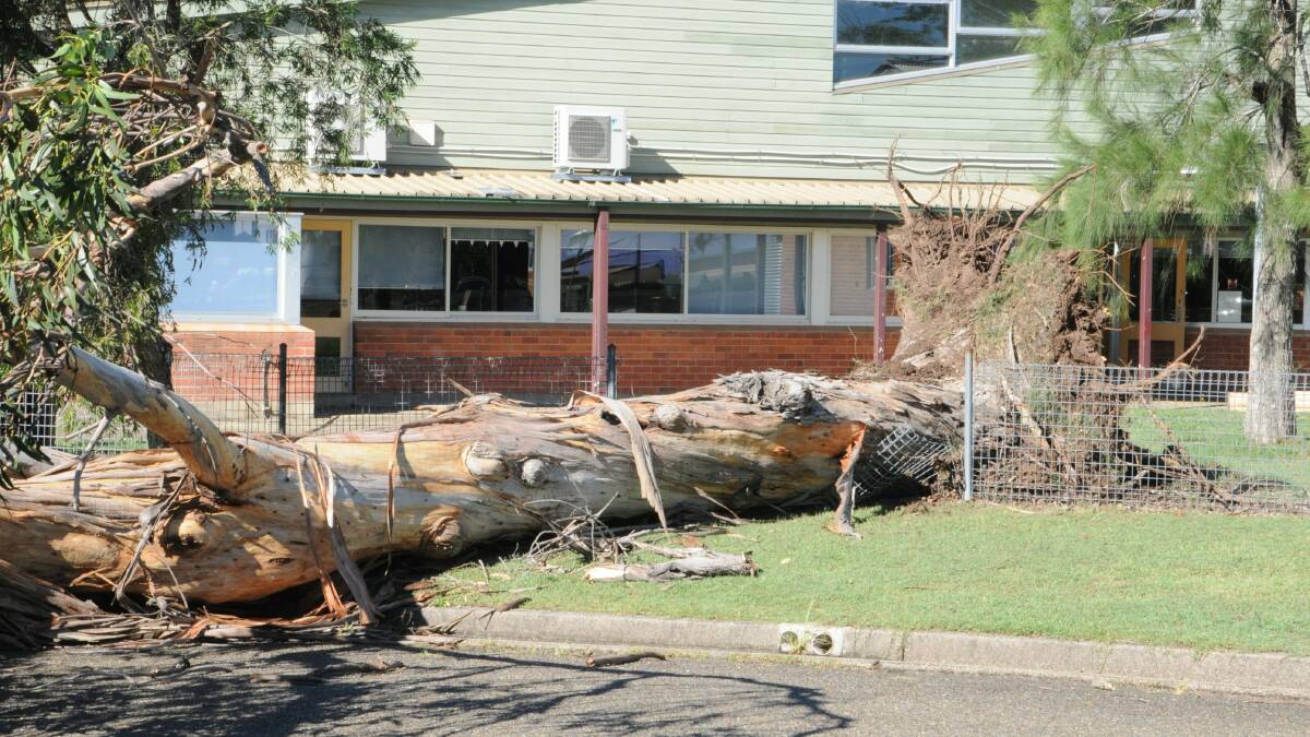 Large tree down at Cundletown Public School