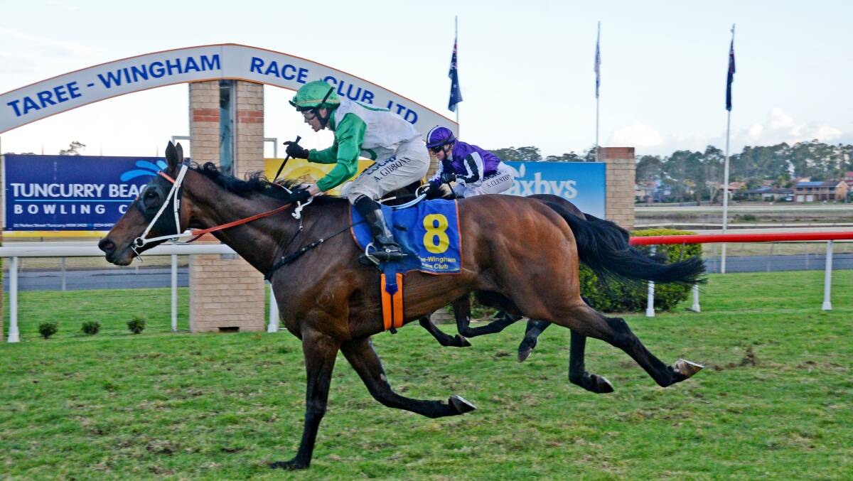 Six-year-old Newcastle gelding Slivovitz (15-4), trained by Kris Lees, wins the XXXX Gold Taree Gold Cup.