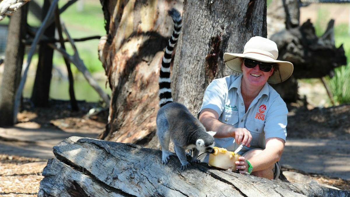 DAILY LIBERAL (Dubbo) - It wasn't just people seeking shelter from the heat this week. Zoo keeper Nerida Taylor breaks up an ice block for the Lemurs at Taronga Western Plains Zoo Dubbo.