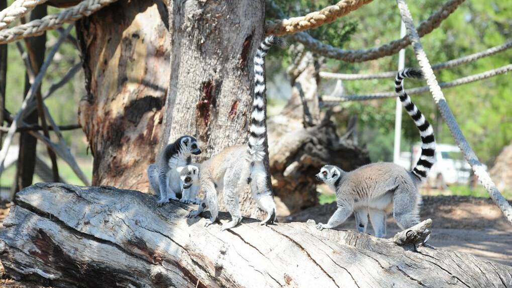 DAILY LIBERAL (Dubbo) - A frozen fruit treat was perfect for the Lemur population at Taronga Western Plains Zoo, Dubbo.