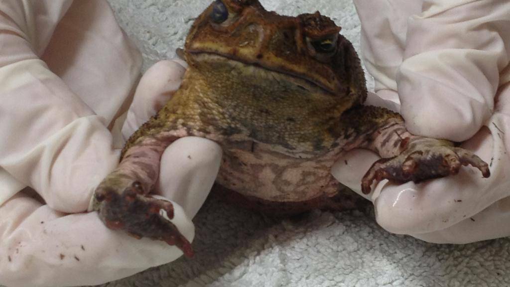 A cane toad found at the Urunga Caravan Park. Pic: BELLINGEN COURIER-SUN