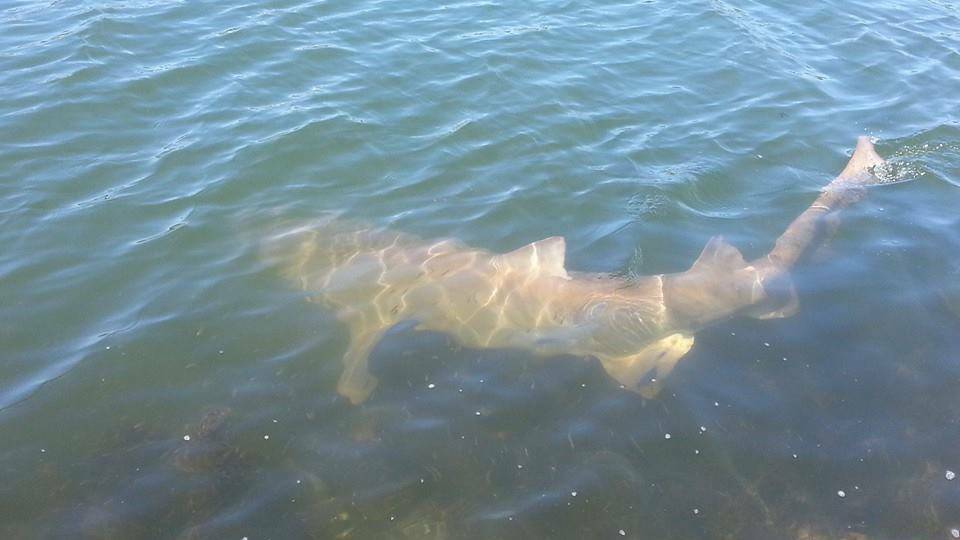 Another grey nurse shark in North Haven. Their presence is a good sign for our local environment. Pic: Camden Haven Courier