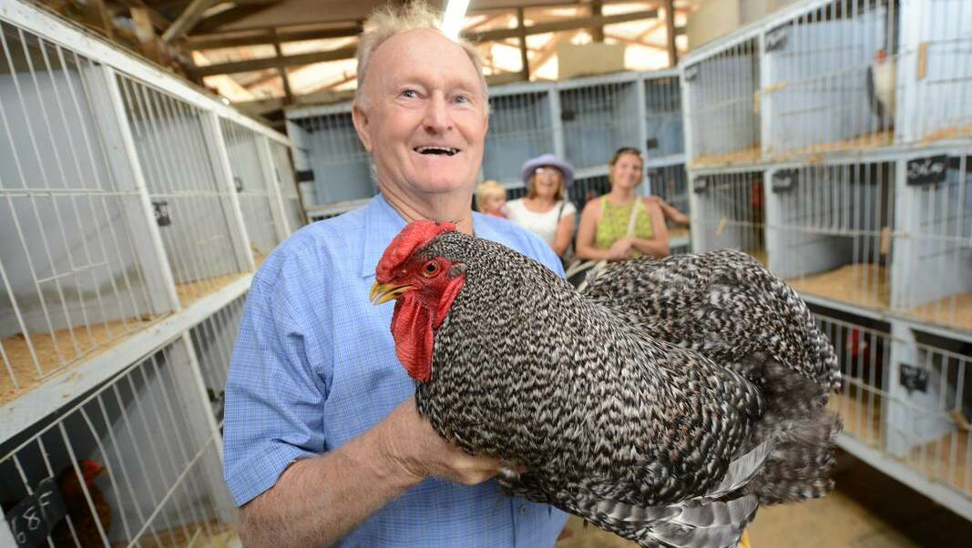 : Tony Schubert has his hands full in the poultry pavilion at the Nabiac Show on Saturday. Pic: MANNING RIVER TIMES