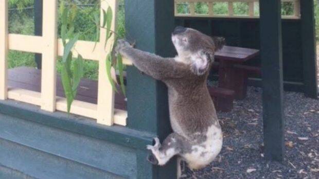 A council worker told Koala Rescue Queensland he found this koala screwed to the pole in the Sunshine Coast hinterland. Photo: Koala Rescue Queensland