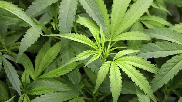 $276,000 cannabis haul: Man charged