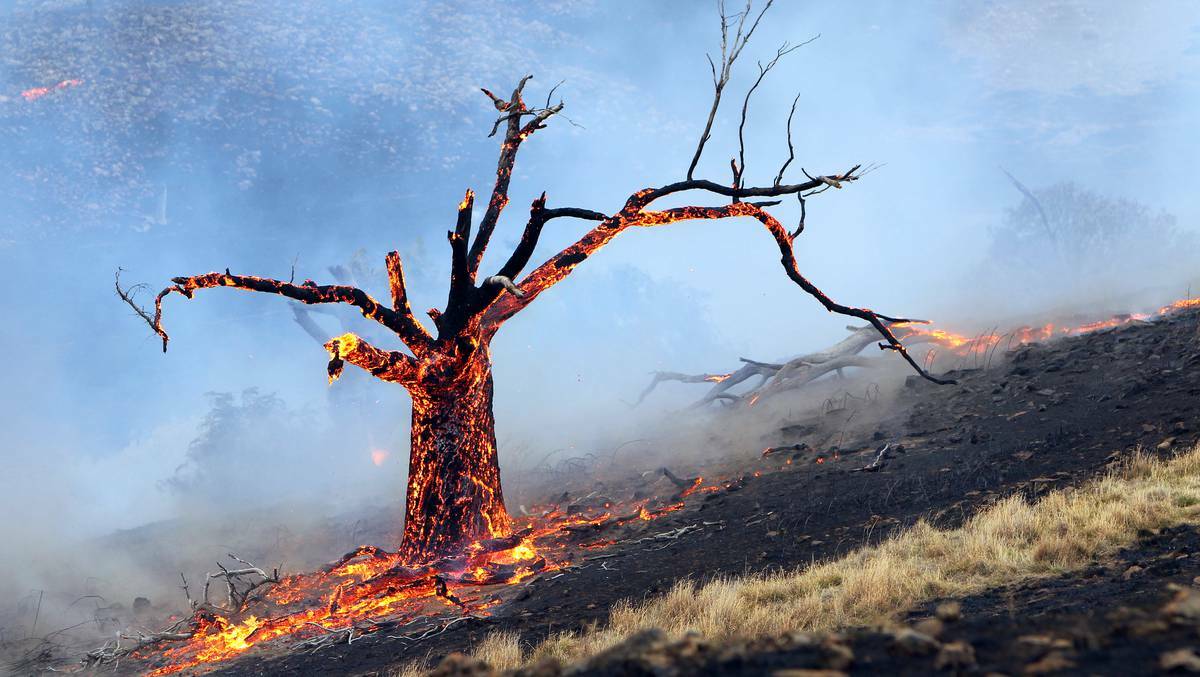 ALBURY WADONGA: A tree on fire after lightning started a series of fires in the Hume region. Picture KYLIE ESLER
