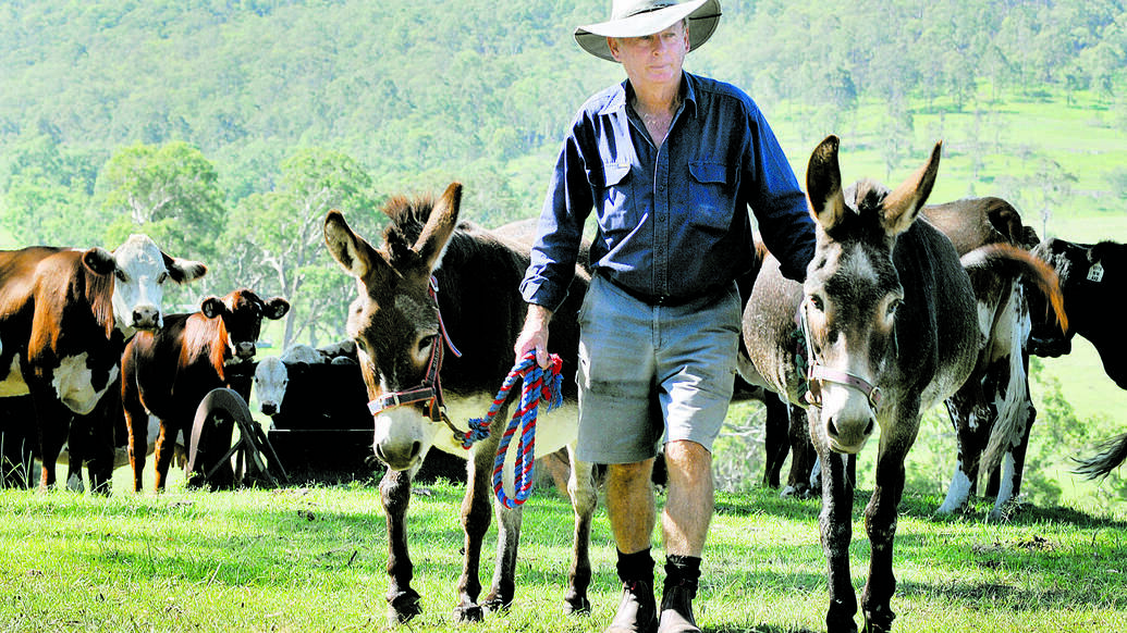 MAITLAND: They might not look fearsome, but the sight of a donkey is enough to scare off most wild dogs. Here is George Dick with his guard donkeys Zac and Raffles.