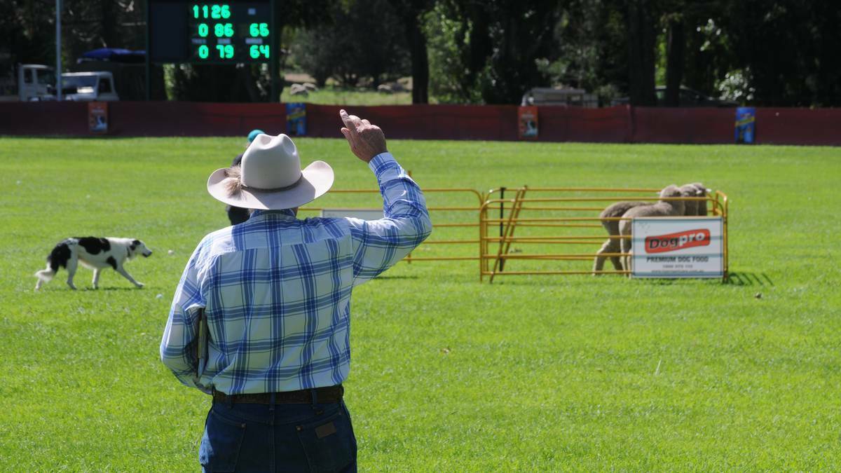 ORANGE: Judge Phillip Swain indicates that the sheep are succesfully in the pen at the end of a sheepdog trial at the state championships. Photo MARK LOGAN
