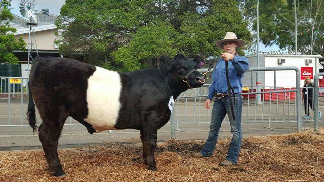 Silver medal winner: Studnet Cassey Williams at the Sydney Royal Easter Show with the belted galloway steer donated by Merv Presland and purchased by Wingham Beef Exports. Picture supplied by Charlie Cassels.