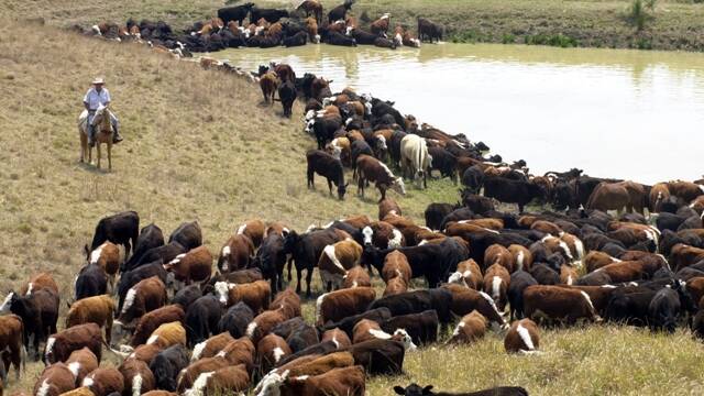 Expressions of interest sought for grazing permits on Hunter travelling stock reserves
