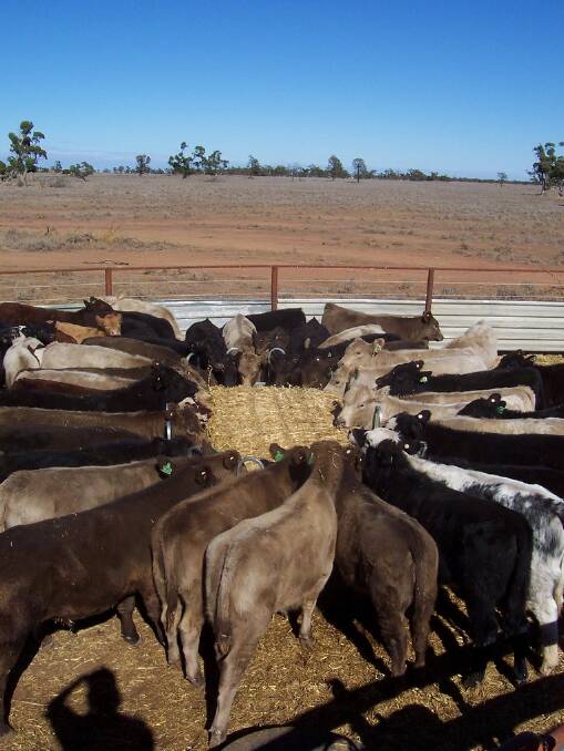 Feeding cattle at "Furlong", west of Hillston. Picture: Allan Vagg