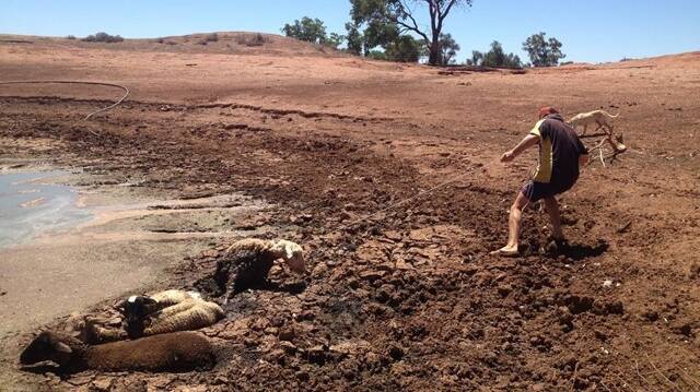 James Rogers pulls stuck sheep from a dam on a property near Cobar. Picture: Jody Fraser.