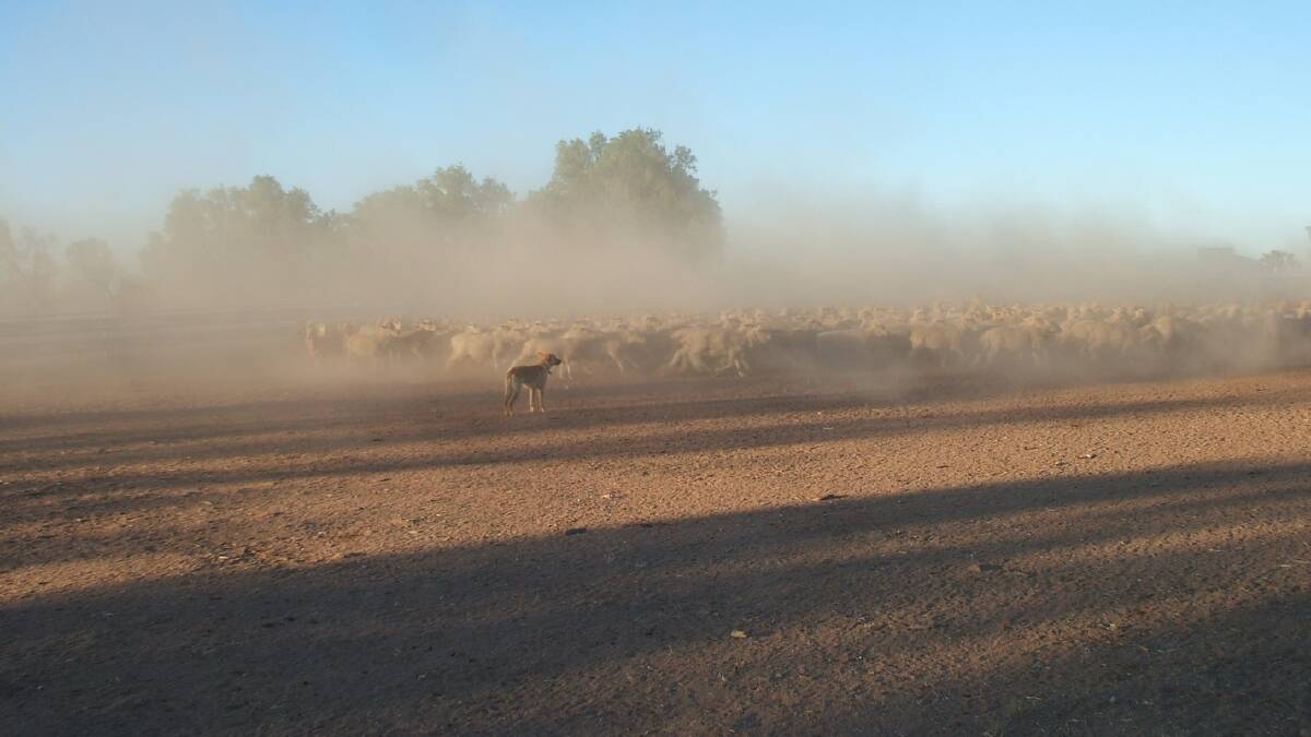 There's a mob of sheep under that dust. Picture: Allan Vagg