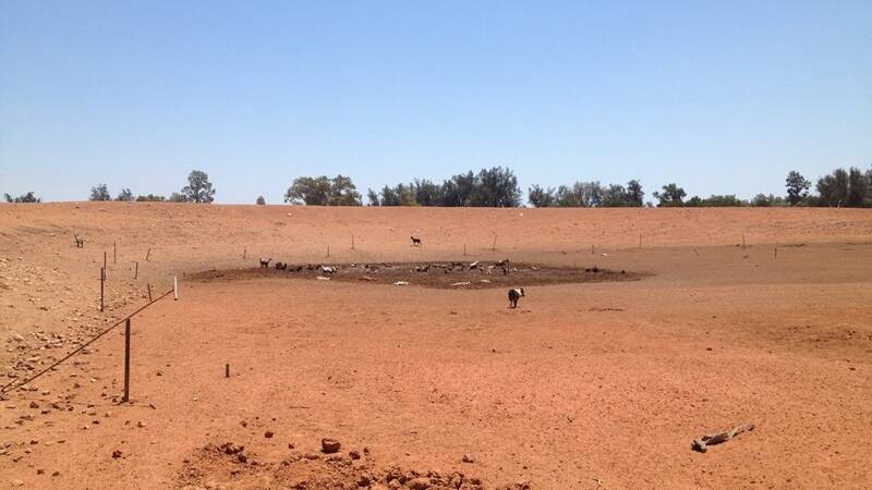 Dams across the state are drying up, leaving mud holes perfect for stock to get stuck in. Picture: Jody Fraser