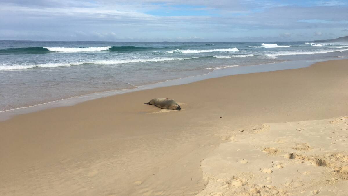 This crabeater seal washed up on Treachery Beach following a suspected shark attack. 