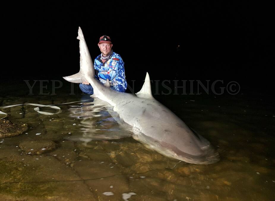 Glenn Lambert caught the same 2.91 metre shark two night apart. Photo: Yep, I'm On Fishing.
