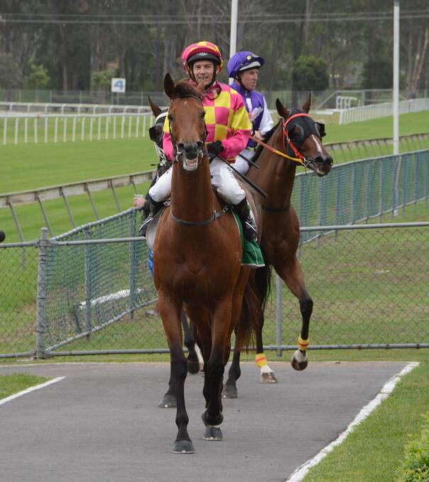 Winning form: Single and Free is a favourite to take out Thursday's Harrington Cup at Taree Wingham Race Club. Photo: Scott Calvin.
