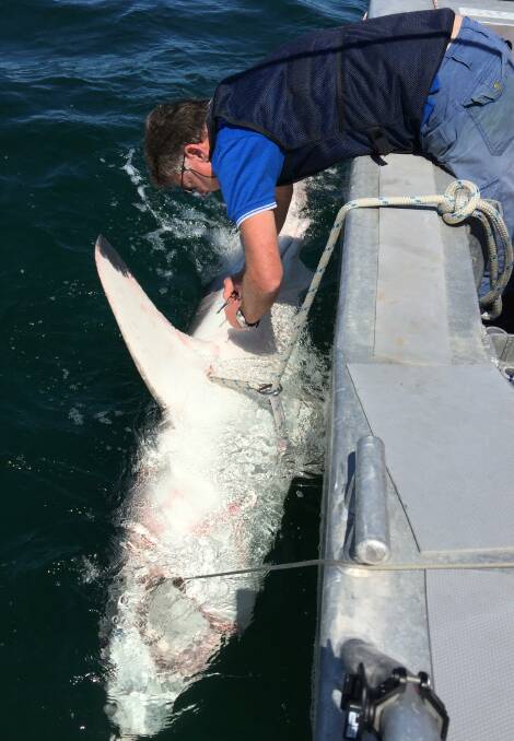 The Department of Primary Industries tag and release sharks as part of the Shark Management Strategy.