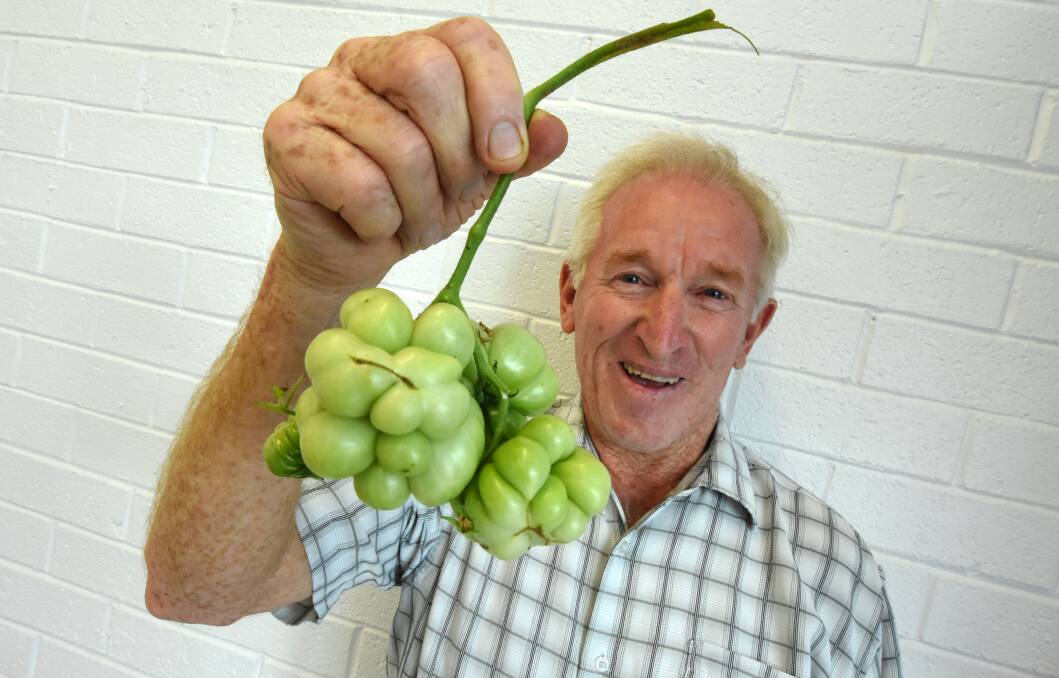 Gordon Weiley showed off his unique tomato plant. Photo: Scott Calvin. 