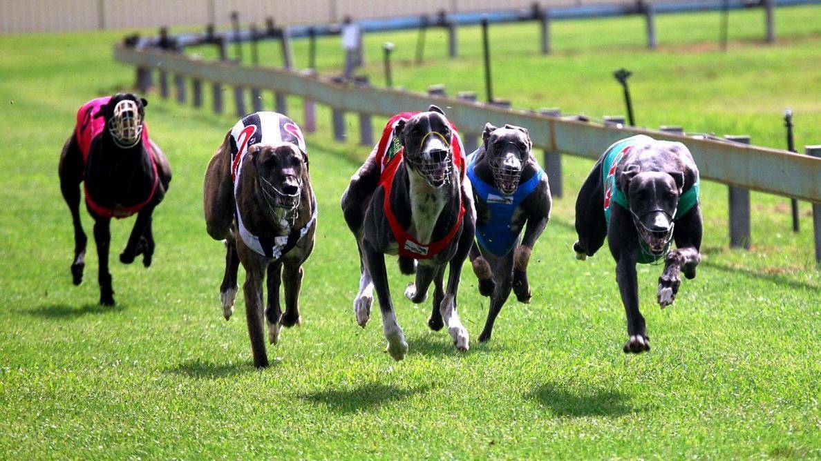 Kempsey local greyhound trainer Nathan Goodwin is glad the right decision has been made by the New South Wales government to overturn the racing ban.